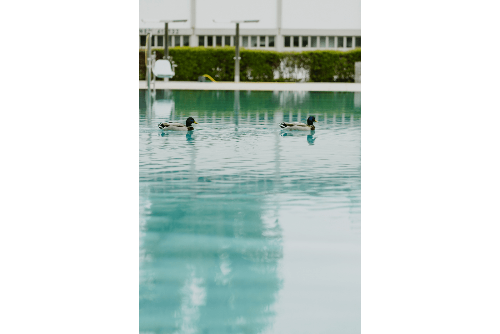 ©AnnaSommerfeld Fotoprojekt Strandbad Alte Donau Enten