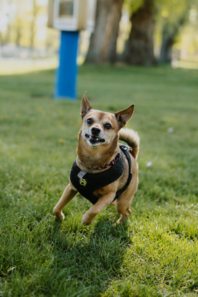 Ein kleiner Hund hüpft aufgeregt durch die Wiese