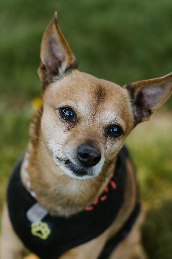 Nahaufnahme eines Hundekopfes. Dieser blickt direkt in die Kamera
