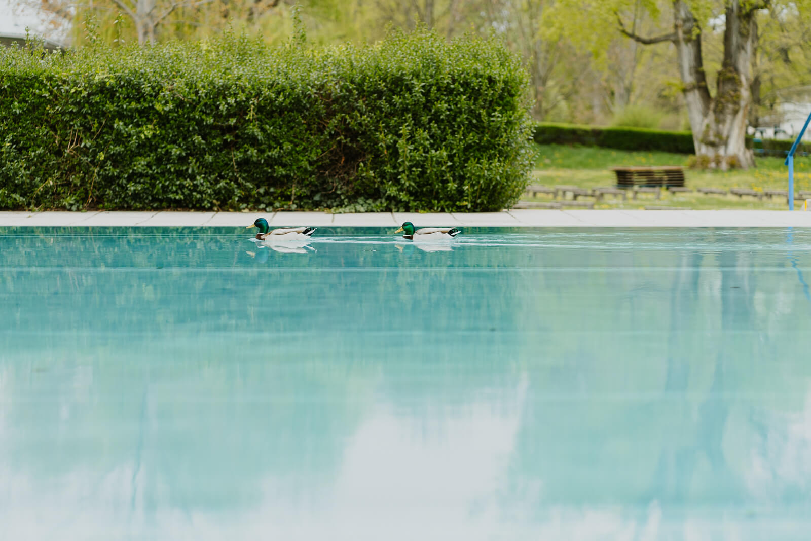 zwei Erpel schwimmen durch ein Schwimmbecken